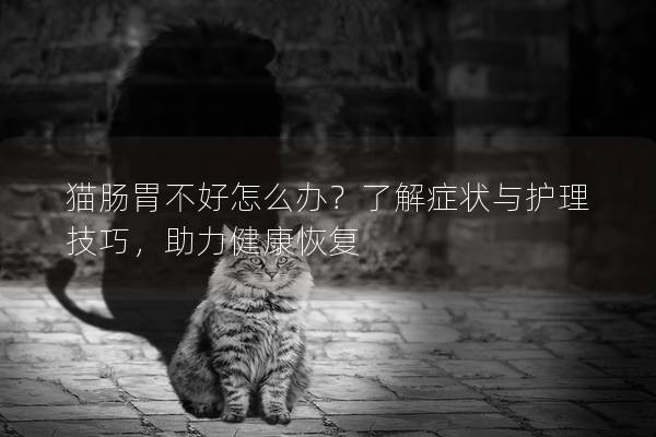 猫肠胃不好怎么办？了解症状与护理技巧，助力健康恢复