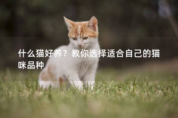 什么猫好养？教你选择适合自己的猫咪品种