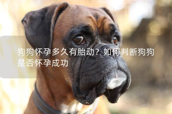 狗狗怀孕多久有胎动？如何判断狗狗是否怀孕成功