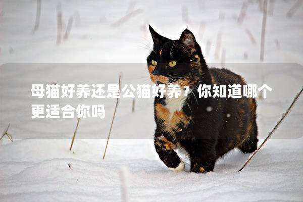 母猫好养还是公猫好养？你知道哪个更适合你吗