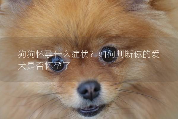 狗狗怀孕什么症状？如何判断你的爱犬是否怀孕了