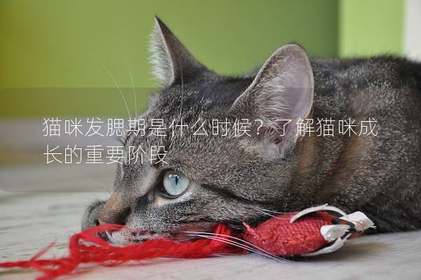 猫咪发腮期是什么时候？了解猫咪成长的重要阶段