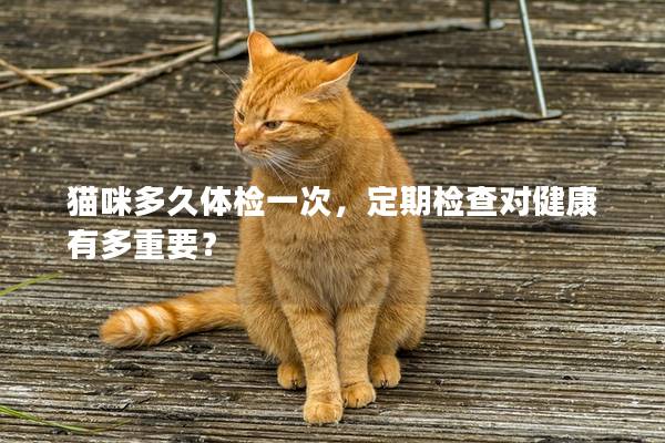 猫咪多久体检一次，定期检查对健康有多重要？