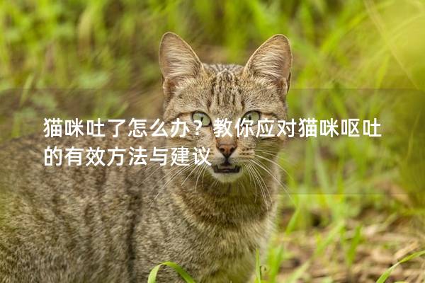 猫咪吐了怎么办？教你应对猫咪呕吐的有效方法与建议