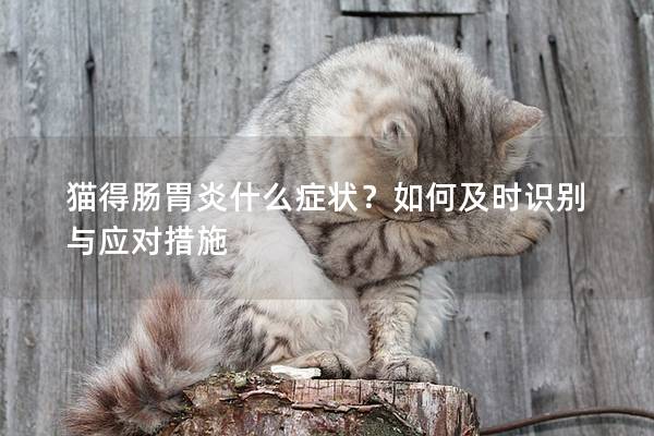 猫得肠胃炎什么症状？如何及时识别与应对措施