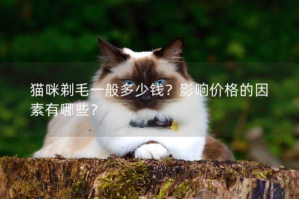 猫咪剃毛一般多少钱？影响价格的因素有哪些？