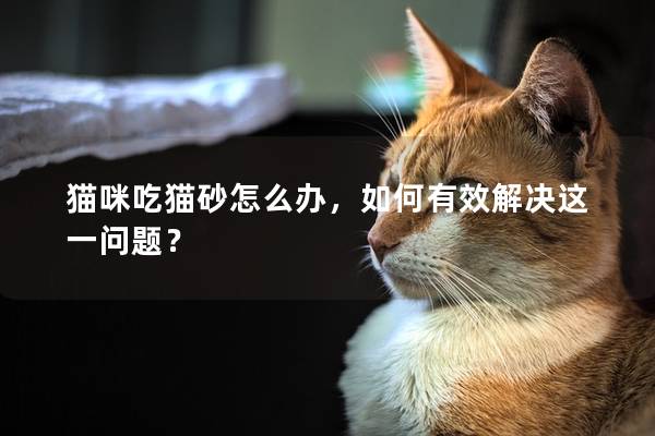 猫咪吃猫砂怎么办，如何有效解决这一问题？