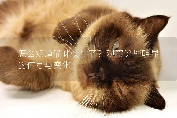 怎么知道猫咪快生了？观察这些明显的信号与变化