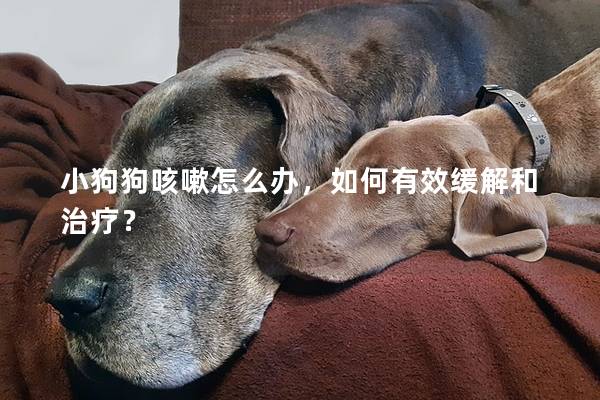 小狗狗咳嗽怎么办，如何有效缓解和治疗？