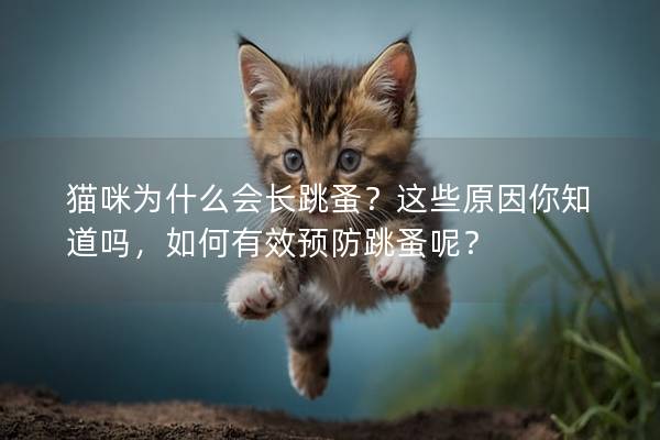 猫咪为什么会长跳蚤？这些原因你知道吗，如何有效预防跳蚤呢？