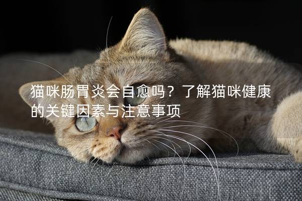 猫咪肠胃炎会自愈吗？了解猫咪健康的关键因素与注意事项