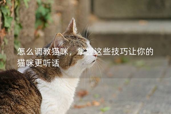 怎么调教猫咪，掌握这些技巧让你的猫咪更听话