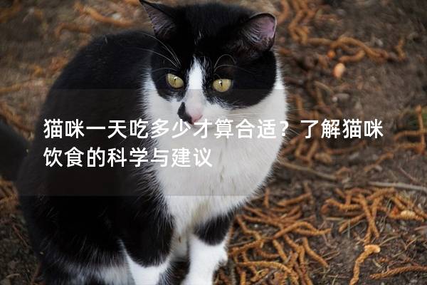 猫咪一天吃多少才算合适？了解猫咪饮食的科学与建议