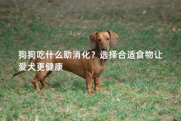 狗狗吃什么助消化？选择合适食物让爱犬更健康