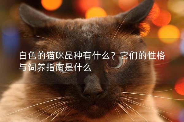 白色的猫咪品种有什么？它们的性格与饲养指南是什么