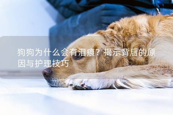 狗狗为什么会有泪痕？揭示背后的原因与护理技巧