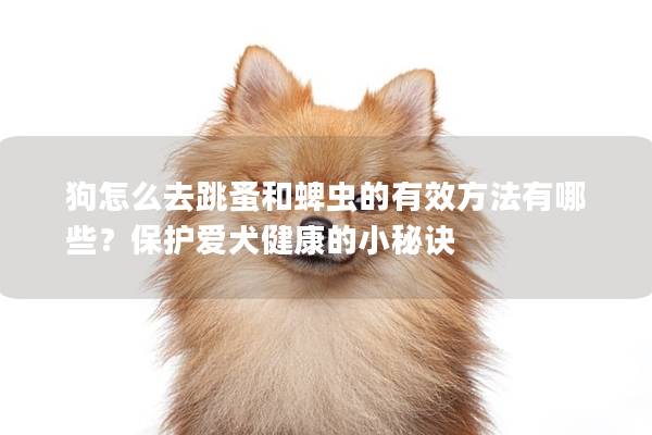 狗怎么去跳蚤和蜱虫的有效方法有哪些？保护爱犬健康的小秘诀