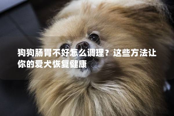 狗狗肠胃不好怎么调理？这些方法让你的爱犬恢复健康