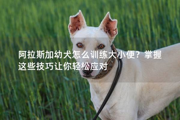 阿拉斯加幼犬怎么训练大小便？掌握这些技巧让你轻松应对