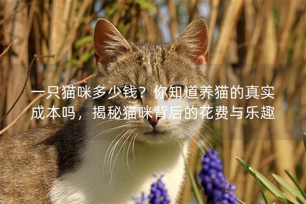 一只猫咪多少钱？你知道养猫的真实成本吗，揭秘猫咪背后的花费与乐趣