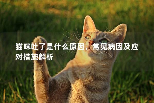 猫咪吐了是什么原因，常见病因及应对措施解析