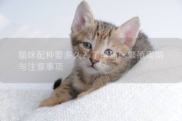 猫咪配种要多久？了解猫咪繁殖周期与注意事项