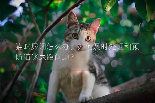 猫咪尿闭怎么办，如何及时处理和预防猫咪尿路问题？