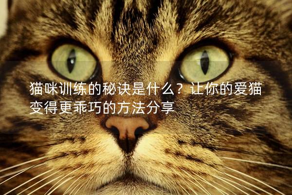 猫咪训练的秘诀是什么？让你的爱猫变得更乖巧的方法分享