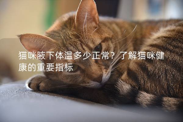 猫咪腋下体温多少正常？了解猫咪健康的重要指标