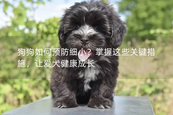 狗狗如何预防细小？掌握这些关键措施，让爱犬健康成长