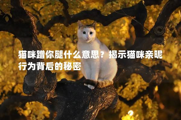 猫咪蹭你腿什么意思？揭示猫咪亲昵行为背后的秘密