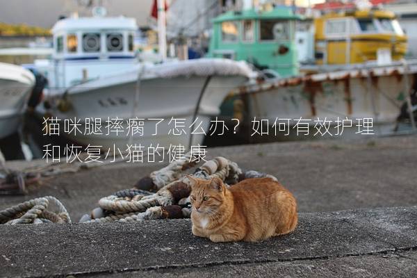 猫咪腿摔瘸了怎么办？如何有效护理和恢复小猫的健康