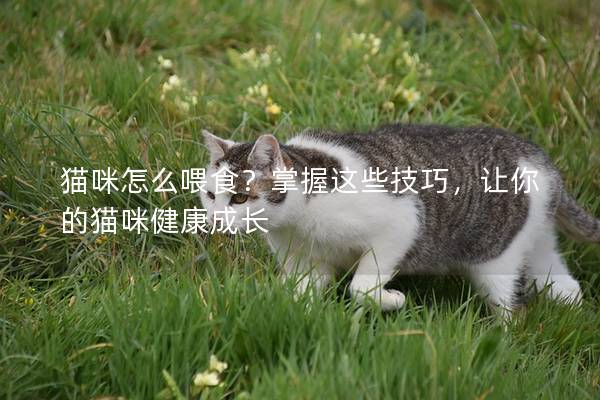 猫咪怎么喂食？掌握这些技巧，让你的猫咪健康成长