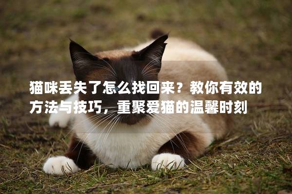 猫咪丢失了怎么找回来？教你有效的方法与技巧，重聚爱猫的温馨时刻