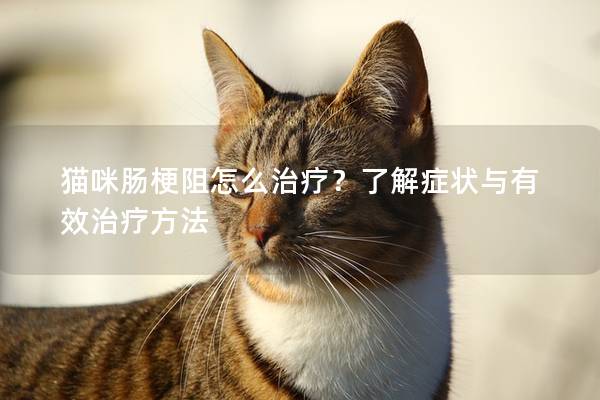 猫咪肠梗阻怎么治疗？了解症状与有效治疗方法