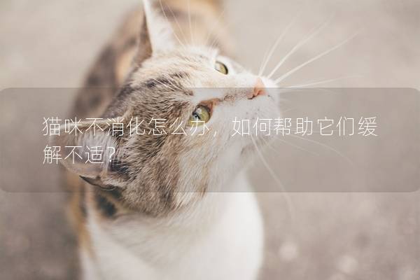 猫咪不消化怎么办，如何帮助它们缓解不适？