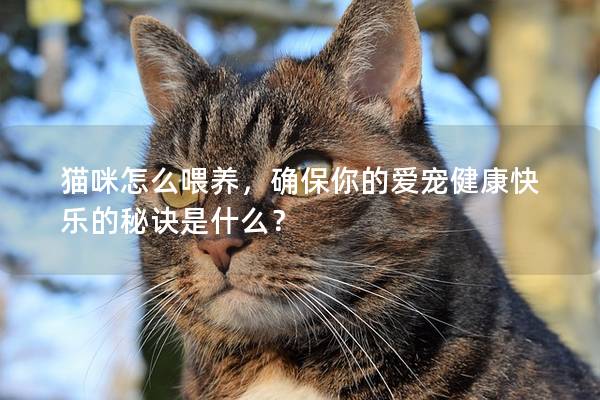 猫咪怎么喂养，确保你的爱宠健康快乐的秘诀是什么？