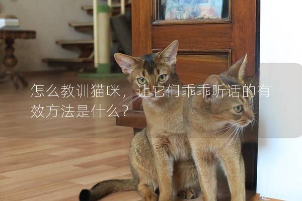 怎么教训猫咪，让它们乖乖听话的有效方法是什么？