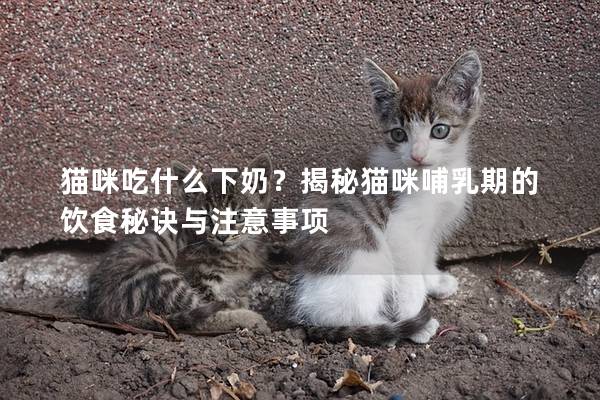 猫咪吃什么下奶？揭秘猫咪哺乳期的饮食秘诀与注意事项