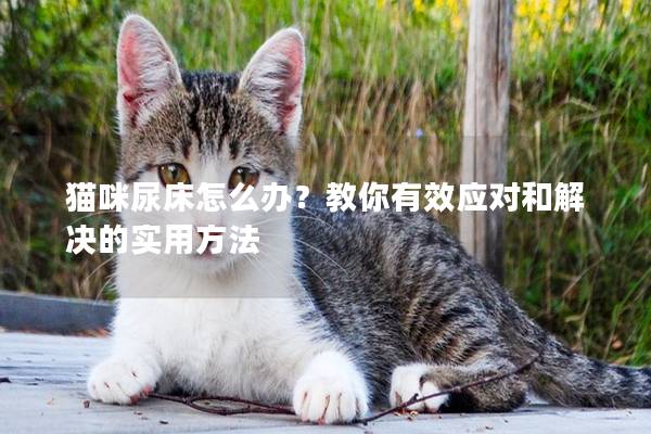 猫咪尿床怎么办？教你有效应对和解决的实用方法