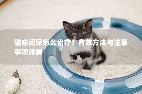 猫咪闭尿怎么治疗？有效方法与注意事项详解