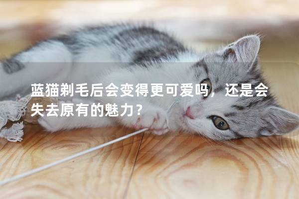 蓝猫剃毛后会变得更可爱吗，还是会失去原有的魅力？