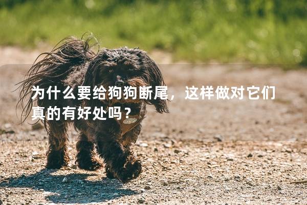 为什么要给狗狗断尾，这样做对它们真的有好处吗？