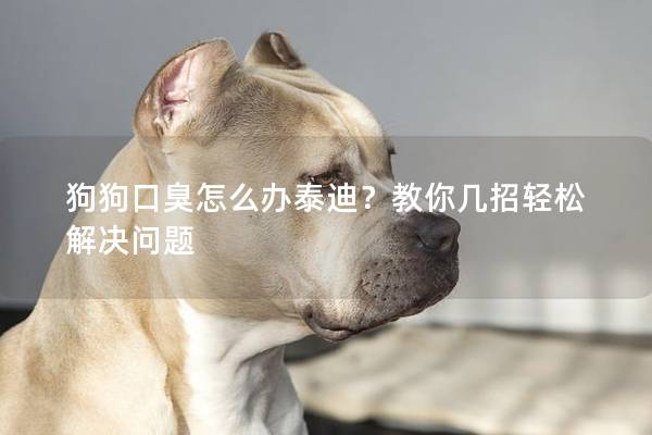 狗狗口臭怎么办泰迪？教你几招轻松解决问题