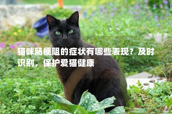 猫咪肠梗阻的症状有哪些表现？及时识别，保护爱猫健康