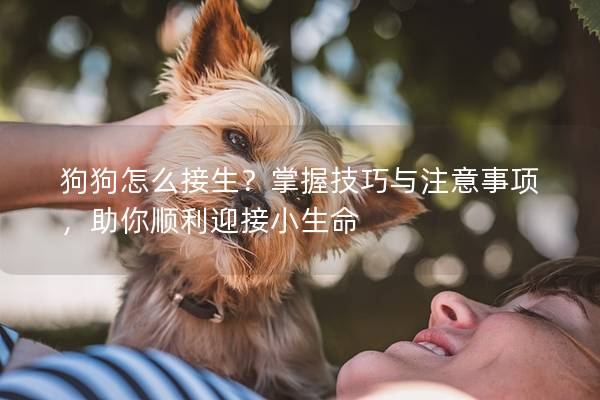 狗狗怎么接生？掌握技巧与注意事项，助你顺利迎接小生命