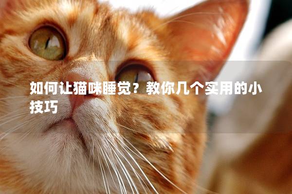 如何让猫咪睡觉？教你几个实用的小技巧