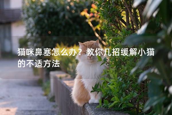 猫咪鼻塞怎么办？教你几招缓解小猫的不适方法