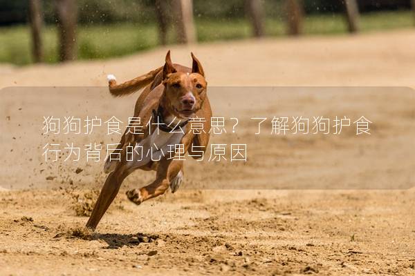 狗狗护食是什么意思？了解狗狗护食行为背后的心理与原因