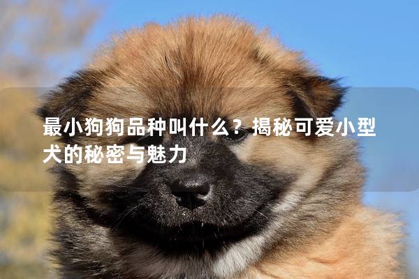 最小狗狗品种叫什么？揭秘可爱小型犬的秘密与魅力